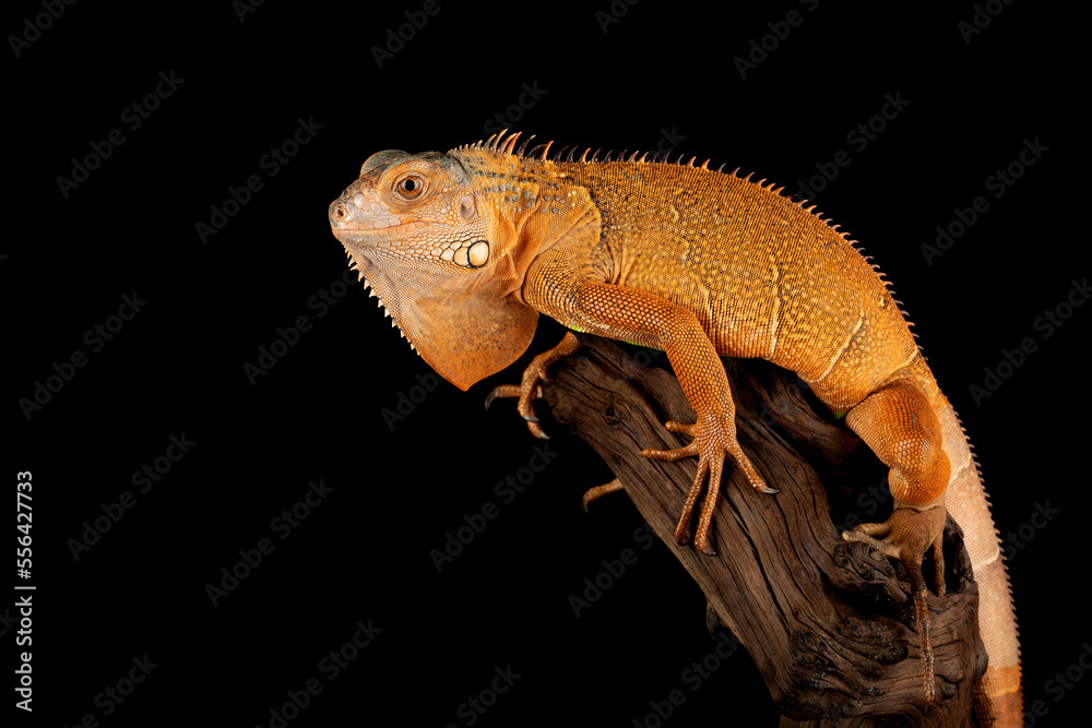 Naklejka premium Beautiful Red Iguana on black background.