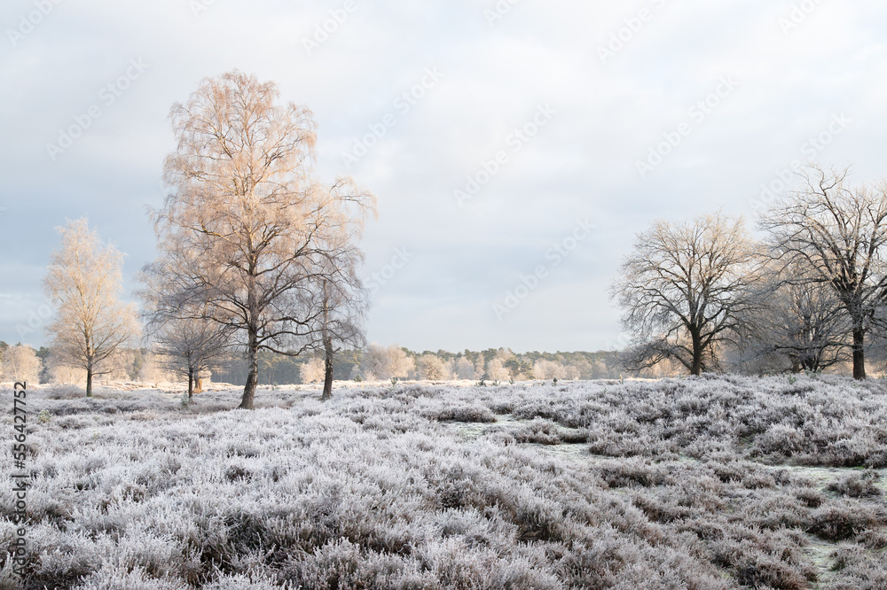 Winter natural landscape with white birch trees and frozen heather plants. Winter natural landscape with white birch trees and frozen heather plants.