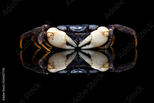 Beautiful Land Crab White Claws with reflection isolated on black background. photo