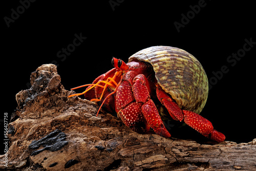 Strawberry Hermit Crab (Coenobita perlatus) endemic Indonesia, is the most beautiful Hermit Crab in the world. photo