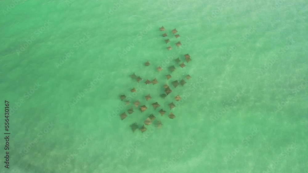 Squadron Of Manta Rays Swimming In Clear Blue Sea. aerial topdown Squadron Of Manta Rays Swimming In Clear Blue Sea. aerial topdown