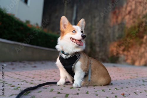 Cute beautiful corgi dog on a leash and harness. © Alex