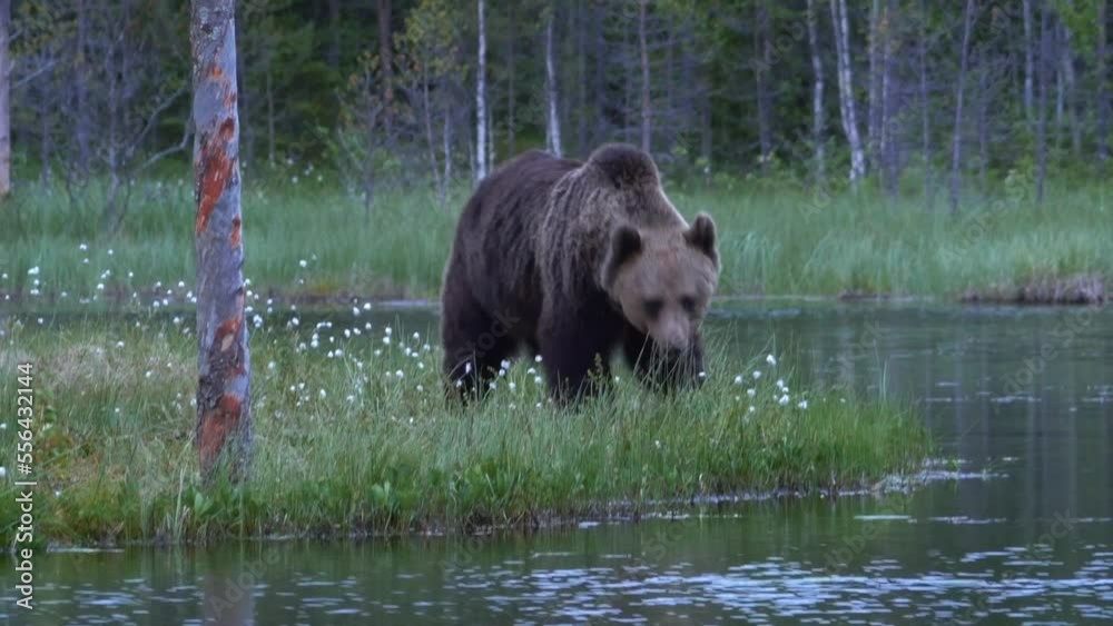 A massive bear by the edge of a pond A massive bear by the edge of a pond