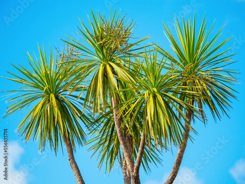Cabbage tree  Cordyline australis  with blue sky background