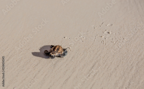 Little Sea Turtle Cub  Crawls along the Sandy shore in the direction of the ocean to Survive  Hatched  New Life  Saves  Way to life  Tropical Seychelles  footprints in the sand  forward to a new life