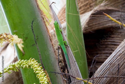 Lizard on Palm Leaves Tropical Background Sun Light Holiday Travel Design Space Palm Trees Branches Landscape Indonesia Seychelles Philippines Travel Island Relax Sea Ocean. green felzuma photo