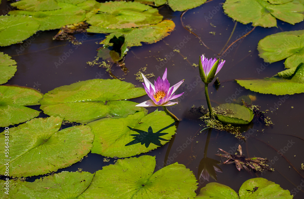 Water lily in the pond Tropical nature, jungle lanshavt, tourism, tropical island, Seychelles Water lily in the pond Tropical nature, jungle lanshavt, tourism, tropical island, Seychelles
