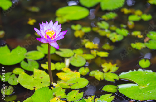 Water lily in the pond Tropical nature  jungle lanshavt  tourism  tropical island  Seychelles