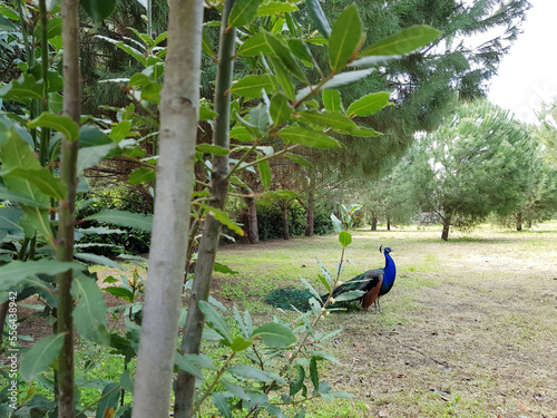 Peacock blue, peacock ordinary Pavo cristatus . Beautiful peacock walking freely.