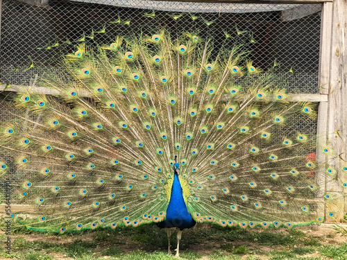 Peafowl is a common name for three species of birds in the genera Pavo and Afropavo of the Phasianidae family, the pheasants and their allies. 