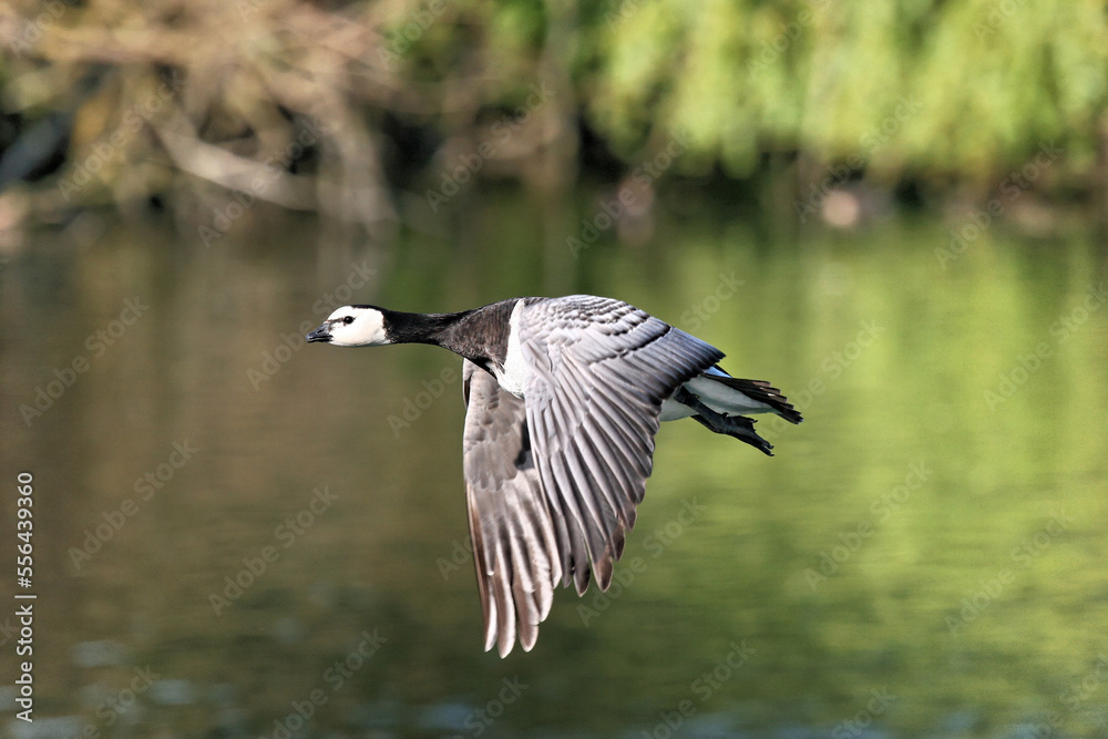 Bernache nonnette - Branta leucopsis - Barnacle Goose
Bernache nonnette - Branta leucopsis - Barnacle Goose