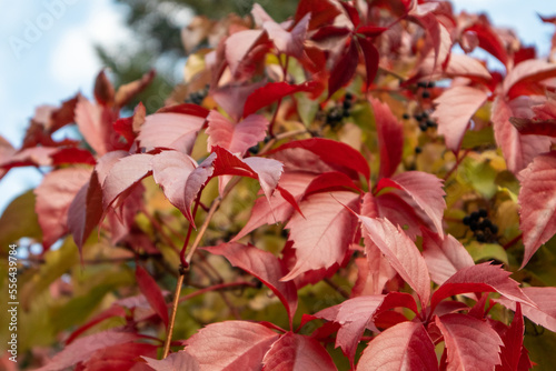 Autumn grape with red vibrant leaves and blue berries close-up on blurred background. Autumnal mood in nature