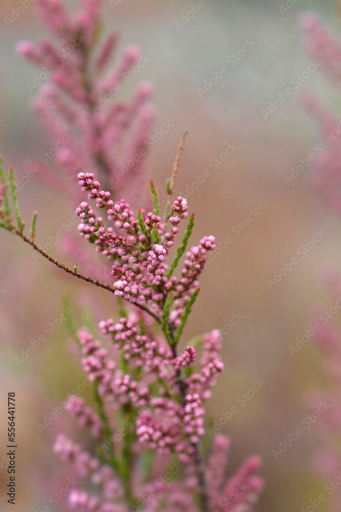 Obraz premium Salt cedar branch with flowers