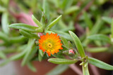 Ice Plant Orange Wonder flower