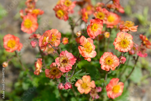 Avens Mango Lassi flowers