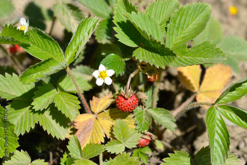 Wild strawberry flower and fruit