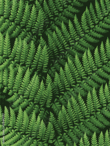 Fern Leaves pattern of New Zealand