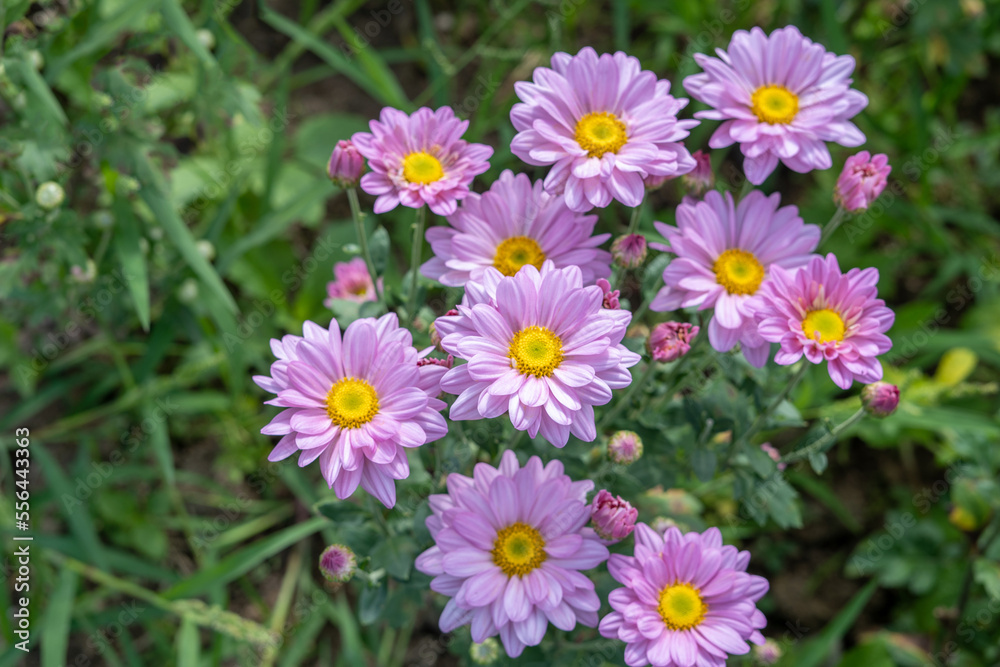Pink chrysanthemum flowers in the garden on a sunny day