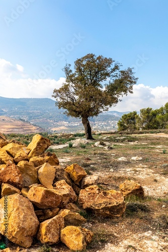 شجرة الامنيات وصخر القلعة - الاردن- Wish tree with fort rocks- Jordan