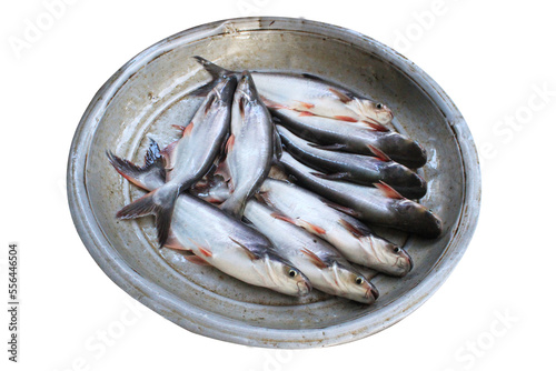 Many Yellowtail catfish (basa fish) isolated on white background photo
