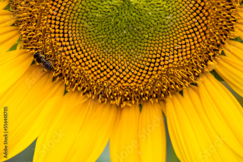 Partial close-up of beautiful sunflowers © Xiangli