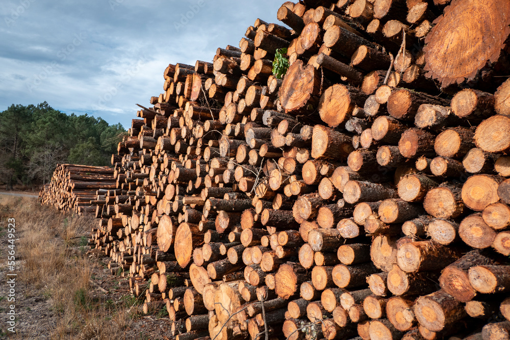 Troncos de pinheiro empilhados para a indústria da madeira