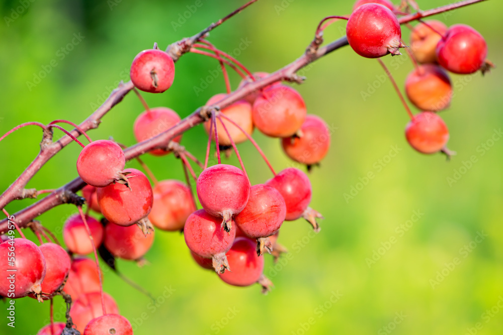 Hawthorn and Begonia Fruits Growing in the East of North China Hawthorn and Begonia Fruits Growing in the East of North China