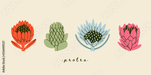 Various Protea flowers set. Abstract colorful flowers with leaves and branch. Hand drawn Vector illustration. Design decoration, print, icon, logo, tattoo idea templates. Isolated elements