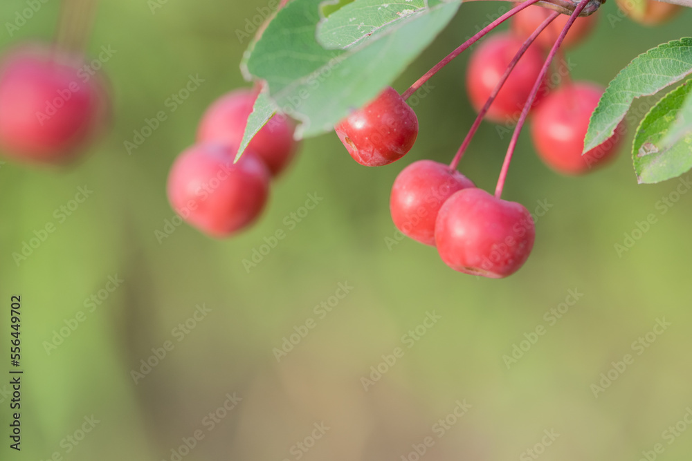 Hawthorn and Begonia Fruits Growing in the East of North China Hawthorn and Begonia Fruits Growing in the East of North China