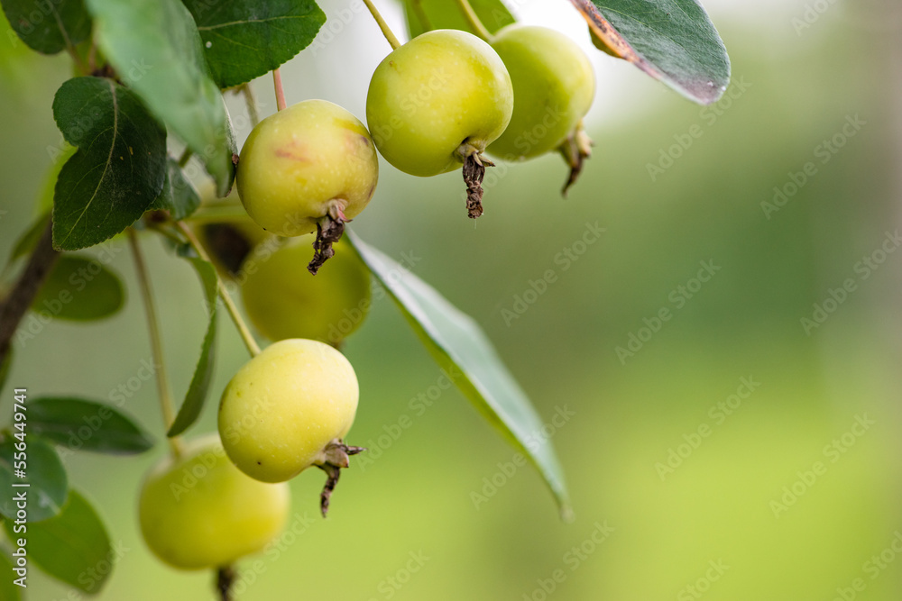 Hawthorn and Begonia Fruits Growing in the East of North China Hawthorn and Begonia Fruits Growing in the East of North China