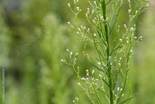 A plant growing in the fields in the east of North China