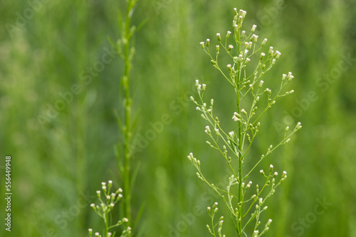 A plant growing in the fields in the east of North China