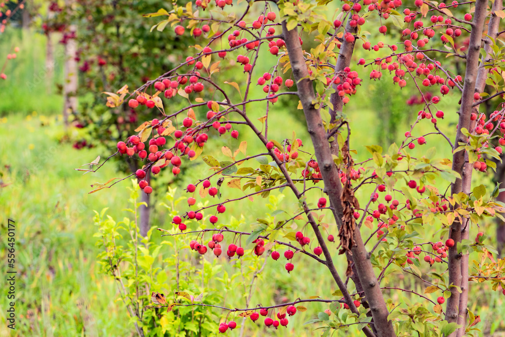 Begonia fruit trees growing in the east of North China Begonia fruit trees growing in the east of North China