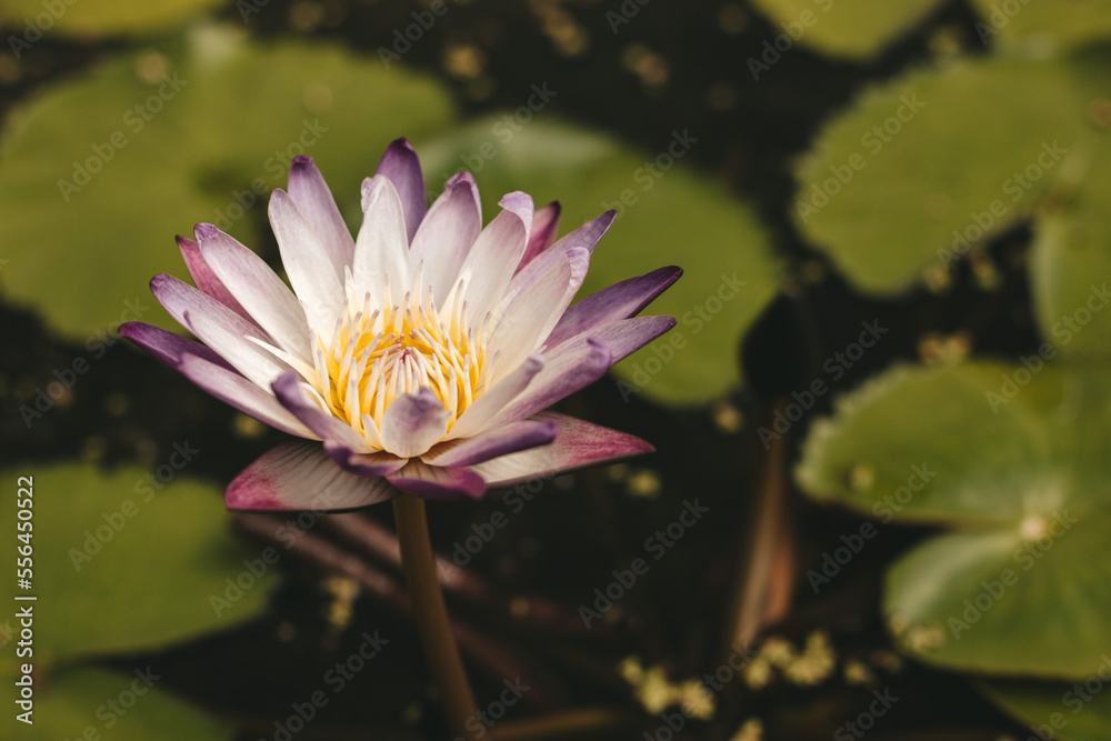 Blue water Lilly, Lotos flower in the water, beautiful Asian flower in nature