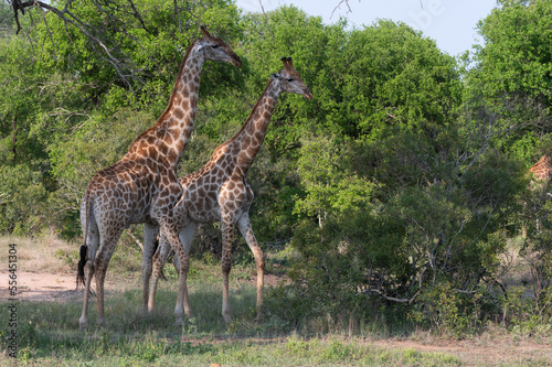 Giraffa Giraffa - Southern giraffe - Two-horned giraffe - Girafe du Sud photo