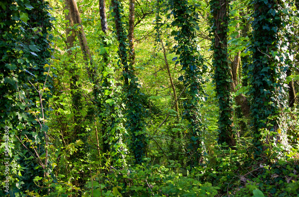Spring nature, greenery in the forest, young leaves on the trees, wild garlic, beautiful sun, stream with stones, path, ivy