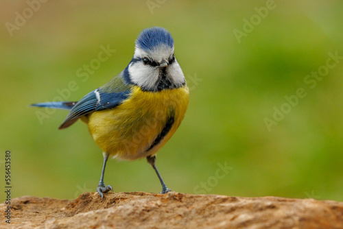 Curious great tit. It stands on a stone and shows her blue forehead feathers.