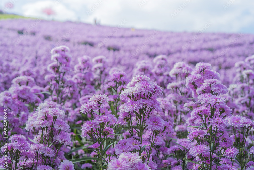 Fototapeta premium Beautiful chrysanthemum flowers in the garden, stock photo
