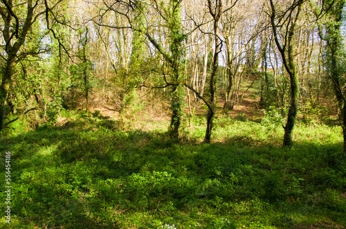 Spring nature, greenery in the forest, young leaves on the trees, wild garlic, beautiful sun, stream with stones, path, ivy