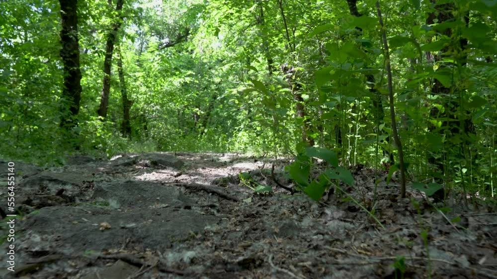 Camera moves low over the surface ground. Rough nature stone path between tree trunks and green grass. Way forward in deciduous forest. Zoom along rock road. Wild trek lifestyle. Walk among plants. Camera moves low over the surface ground. Rough nature stone path between tree trunks and green grass. Way forward in deciduous forest. Zoom along rock road. Wild trek lifestyle. Walk among plants.