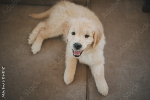 a golden retriever puppy is lying on the couch