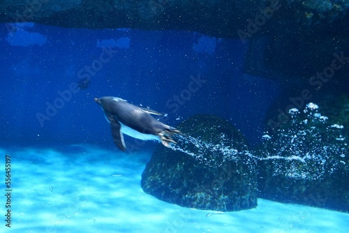 泳いでるペンギン