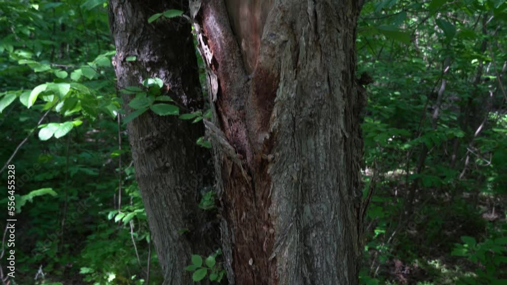Camera moving upward along the tree trunk. A shot of a old bark. Green deciduous forest in the rays of sunlight. Young branches covered with leaves. Camera ascending between the tall trees. Camera moving upward along the tree trunk. A shot of a old bark. Green deciduous forest in the rays of sunlight. Young branches covered with leaves. Camera ascending between the tall trees.
