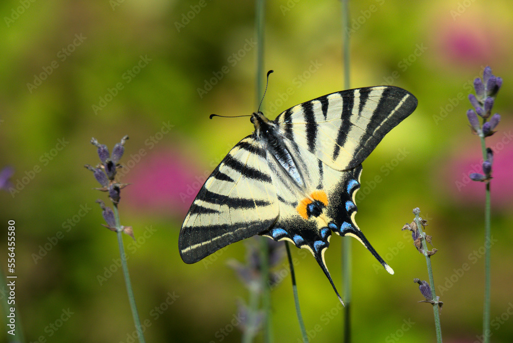 Papillon Flambé (Iphiclides podalirius) - France Papillon Flambé (Iphiclides podalirius) - France