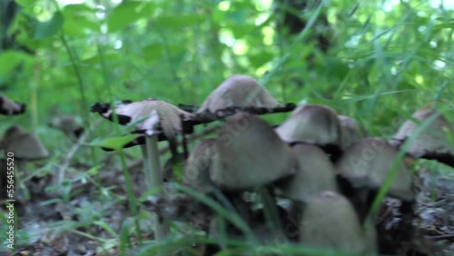 Camera moves low over the surface ground between group ink cap mushroom in deciduous forest. Common coprinopsis atramentaria growing in the green grass. Mushroom manure gray сoprinus psathyrellaceae. photo