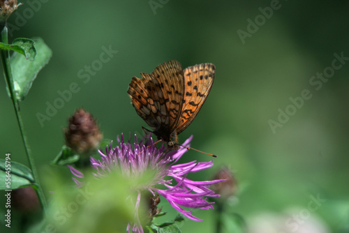 Papillon Tabac d'Espagne (Argynnis paphia) butinant une fleur - France 