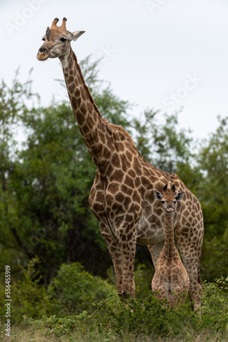 Giraffa camelopardalis giraffa - Giraffa giraffa giraffa - South African giraffe - Cape giraffe - Girafe d Afrique du Sud - Girafe du Cap  Parc Kruger 