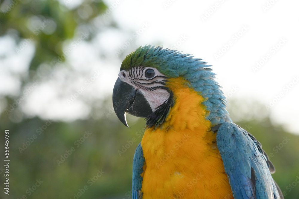 Closeup Blue and Gold macaw  flying with green background.