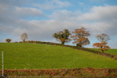 Dawlish countryside with rolling tree line on fields of green