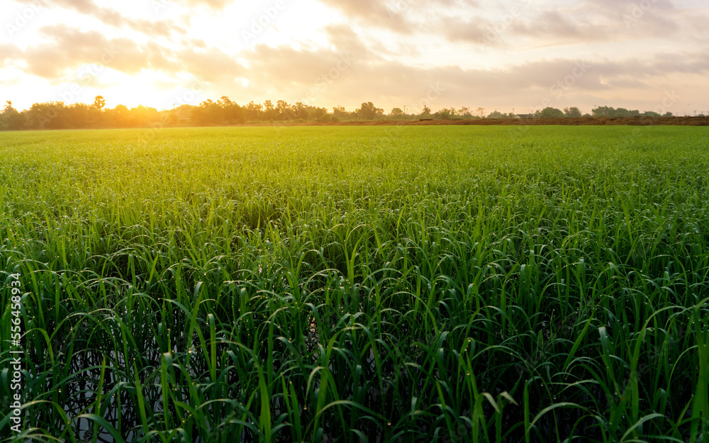 The rice fields are green in the morning and there is dew on the rice leaves.